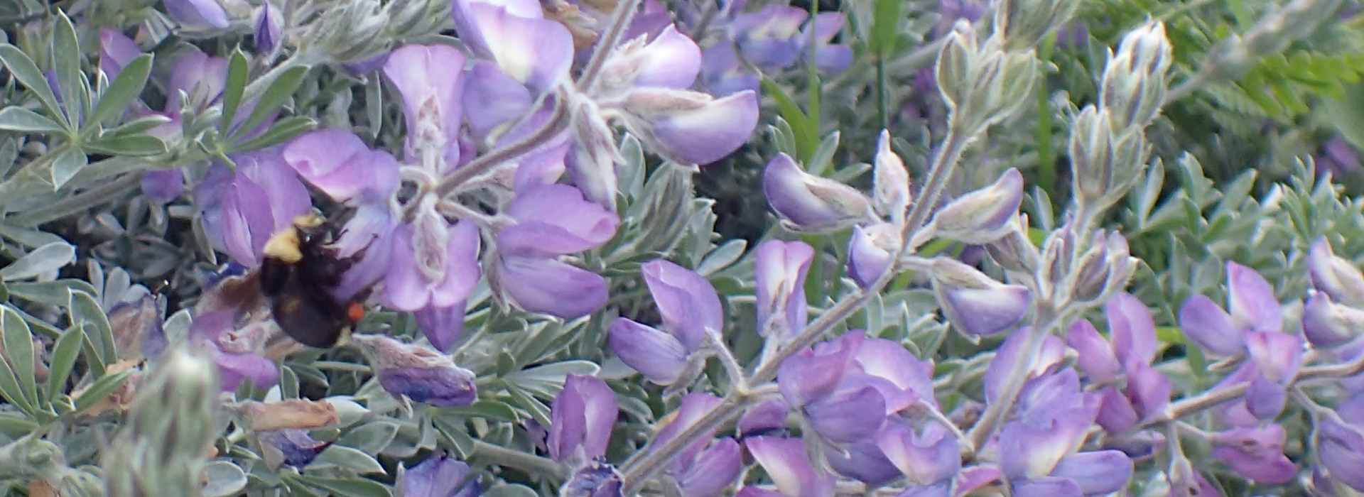 bee flowers slide 1
